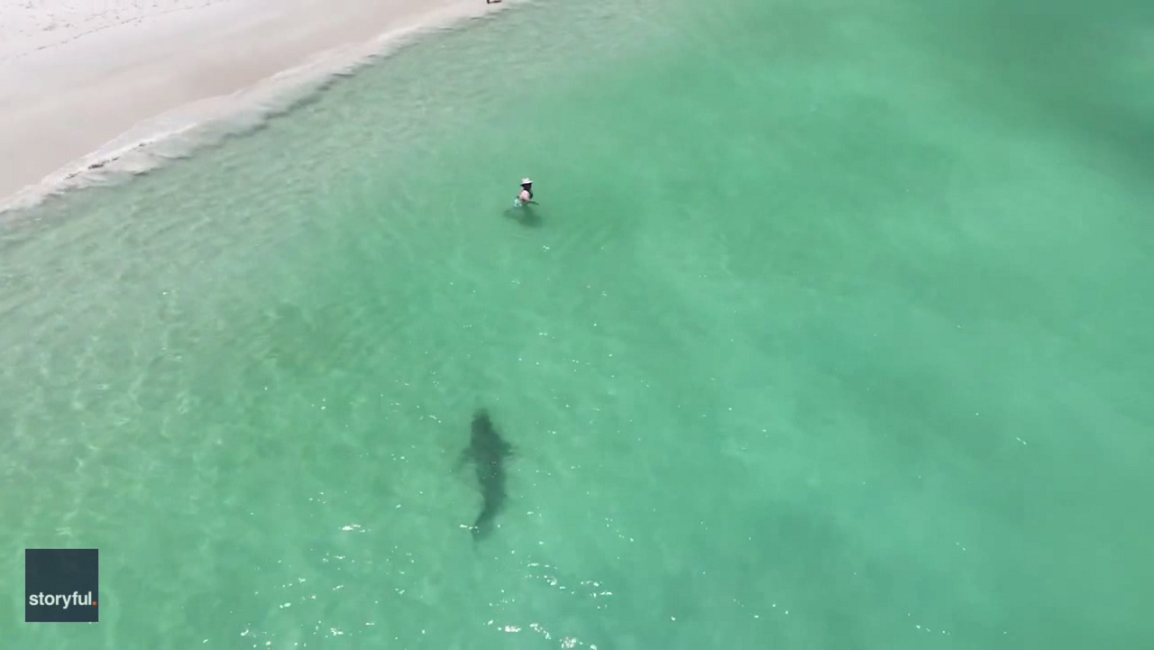 Shark circles near unsuspecting swimmers