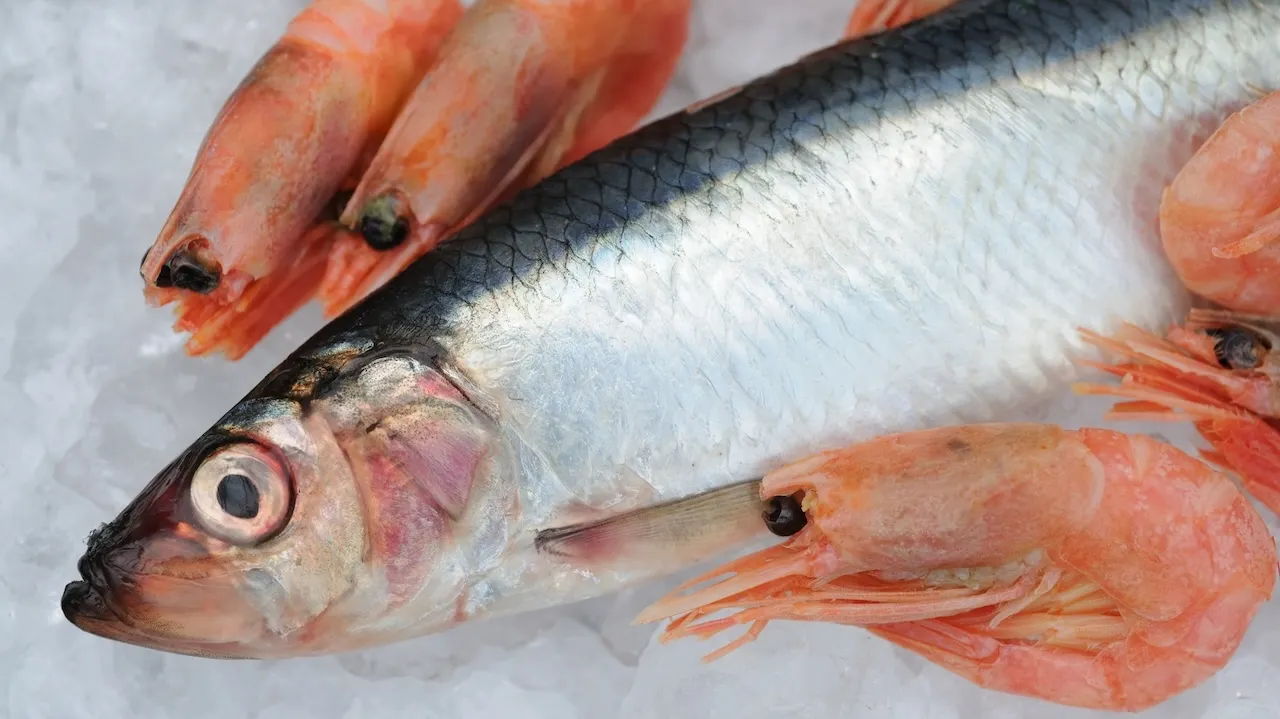 Seafood samples contain high levels of microplastics in western US: study