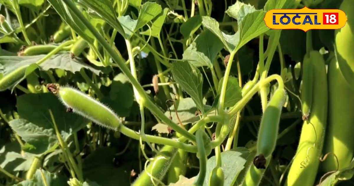 Cucumber farming make you millionaire – News18 हिंदी