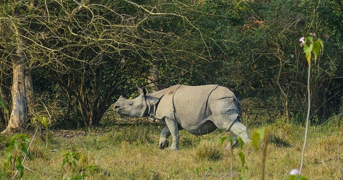 Illegal mining near Kaziranga intensified despite SC ban: CEC report
