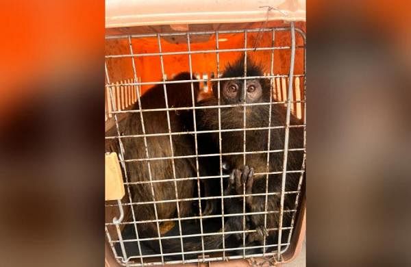 Legal framework for breeding of exotic wild animals-