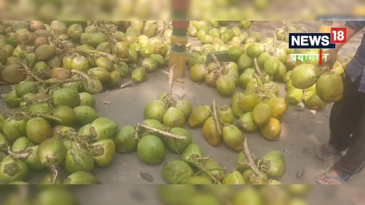 Prayagraj News: नारियल पानी का खूब सेवन कर रहे शहरवासी, दाम बढ़ने के बावजूद बिक्री में आई तेजी