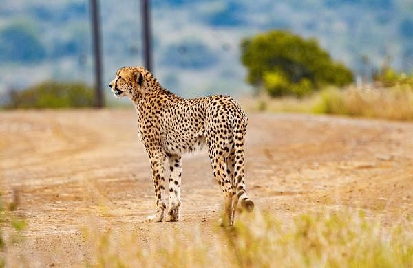 South Africa will donate 100 cheetahs to India in a decade, says President Ramaphosa-