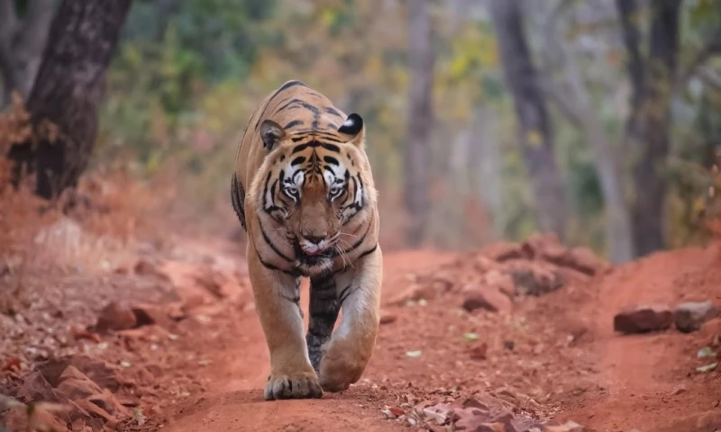 To Catch or Not To Catch? Forest Officials in a Fix As Tiger Kills Again