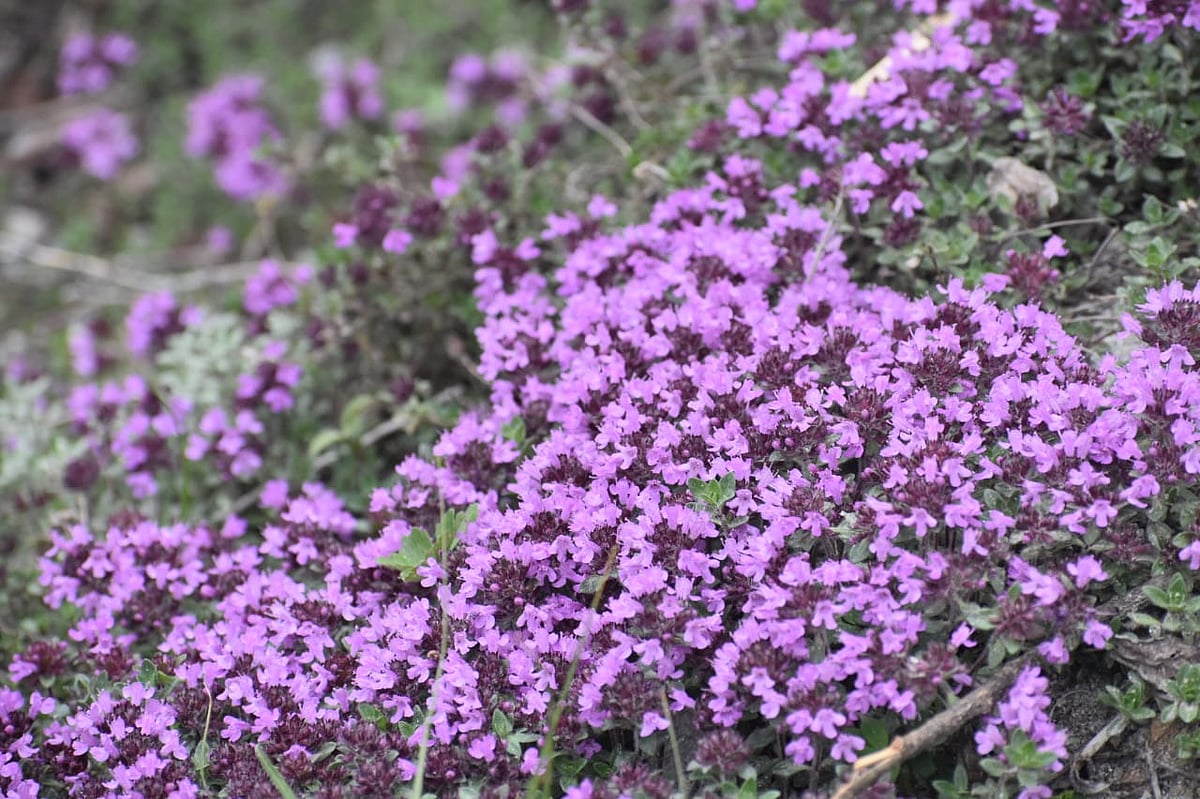 Valley of Flowers National park in Uttarakhand reopens for the tourist season 2025