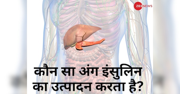 Which organ in human body produce insulin sugar level will goes out of control if pancreas get damage | इंसुलिन की फैक्ट्री है ये अंग! अगर हो गया खराब तो शरीर में बढ़ जाएगा शुगर