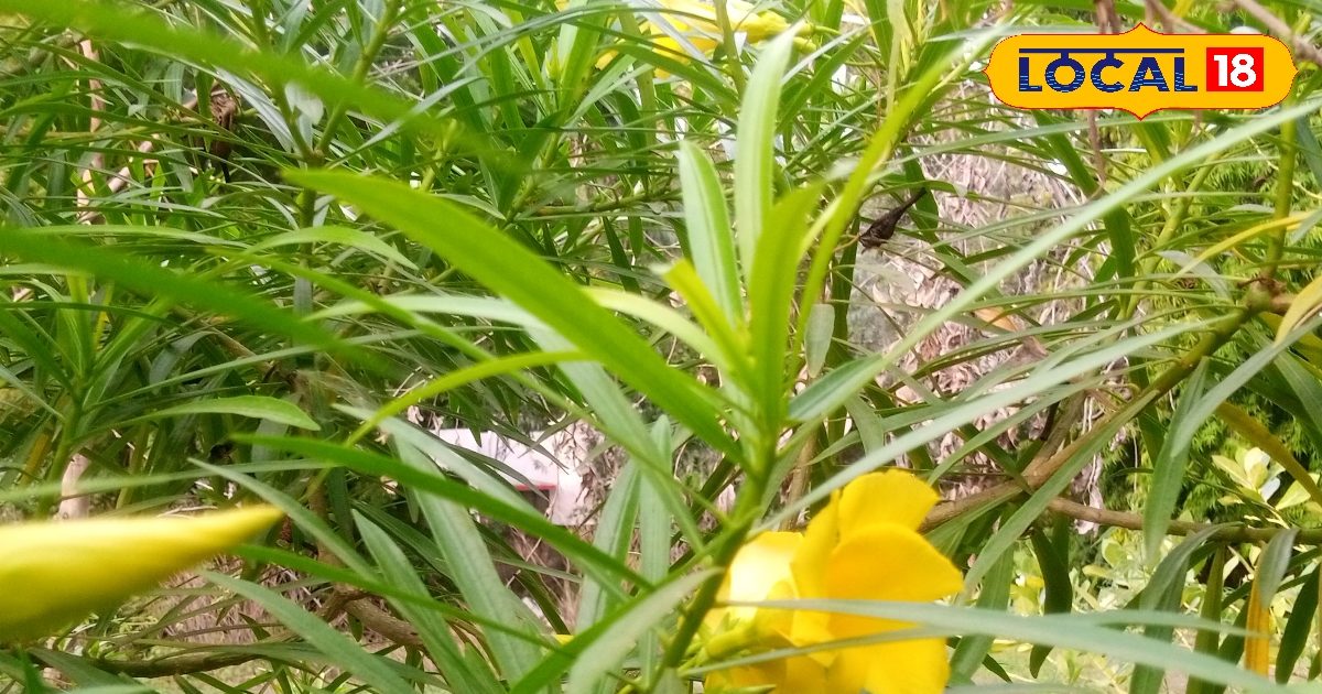 'पति संतुष्ट नहीं कर पाता था' क्या इसलिए भी हत्या कर सकती है पत्नी?