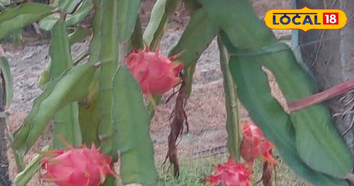 विदेश में नौकरी का सपना छोड़...युवक ने शुरू की यह खेती, बदल गई तकदीर!