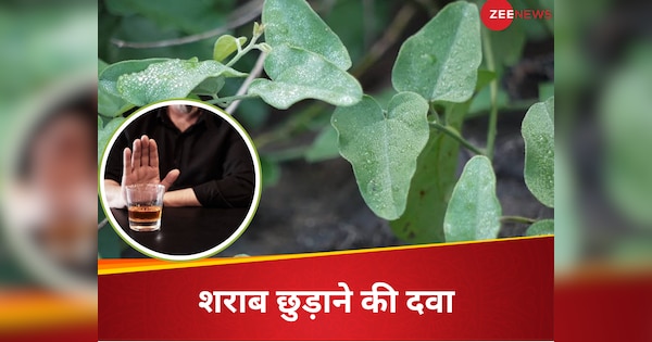 years old addiction will be cured instantly this plant is a Ayurvedic panacea to get rid of addiction | सालों पुराने नशे की लत भी तुरंत छूट जाएगी, इस पौधे में छिपा नशा छुड़ाने का आयुर्वेदिक रामबाण तरीका